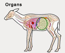 Organs